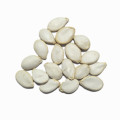Оптовая торговля белоснежными тыквенными семечками Белые тыквенные семечки 13мм закуски